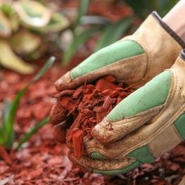 Red Mulch