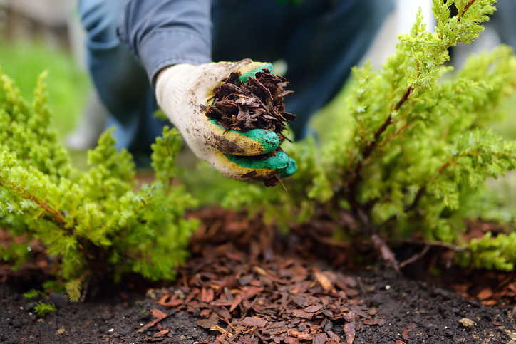 Gardener mulching with pine bark juniper plants in the yard. Seasonal works in the garden. Landscape design. Ornamental shrub juniper.