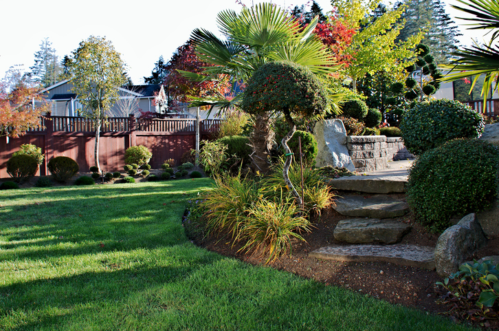 Multi colored leaves are the classic sign of autumn season has arrived in the backyard with leaf colors changing on different maple and oak trees as well as ginkgo biloba.