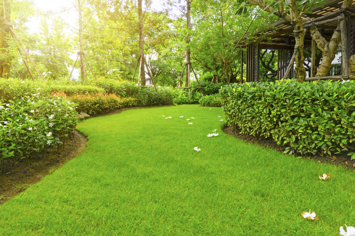 landscape of smooth green grass lawn, Plumeria flowers on turf, trees with supporting, shrub and wooden trellis in a good maintenance garden