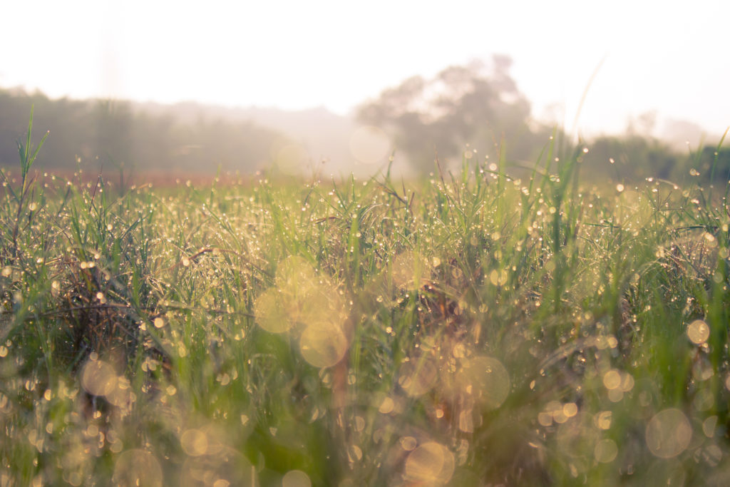 Water drops and grass fields at sunrise