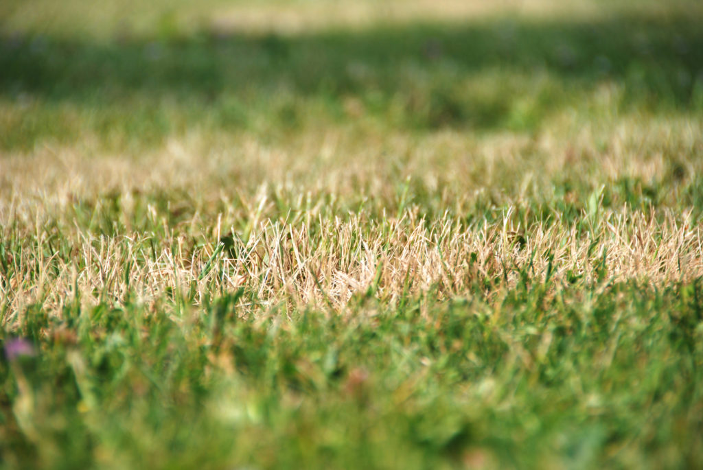 Dry grass patches